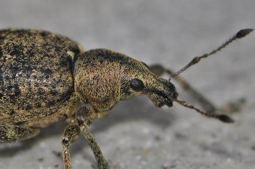 Liophloeus tessulatus