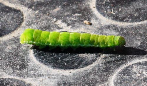 Phlogophora meticulosa