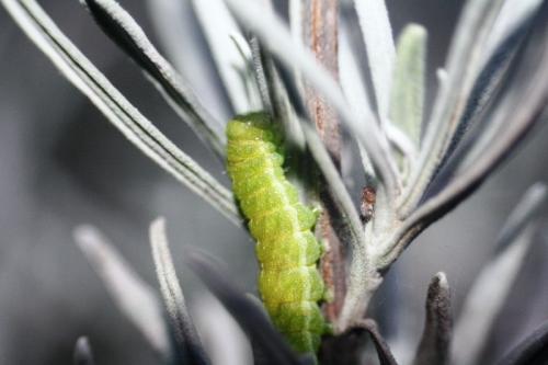 Phlogophora meticulosa