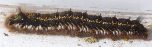 Euthrix potatoria