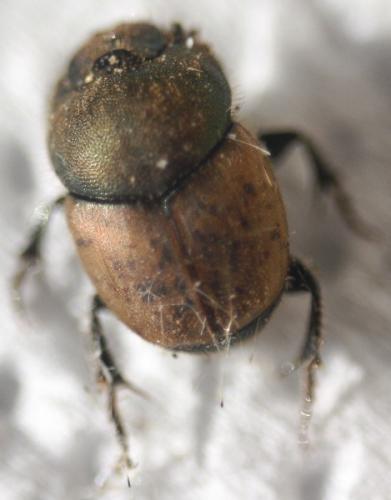 Onthophagus coenobita