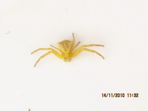 Thomisus onustus
