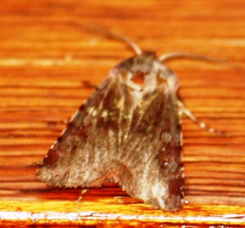 Cerastis rubricosa