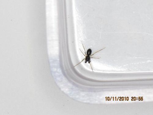 Phrurolithus sp.