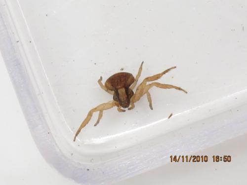 Ozyptila sp.