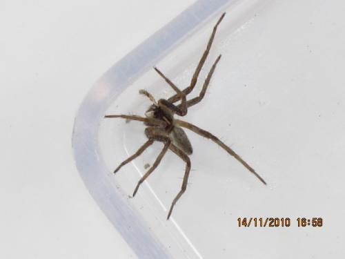 Pisaura mirabilis