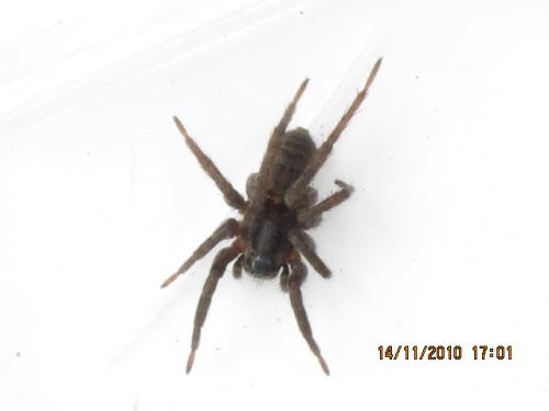 Alopecosa sp.