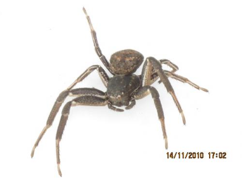 Bassaniodes bufo