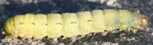 Noctua pronuba