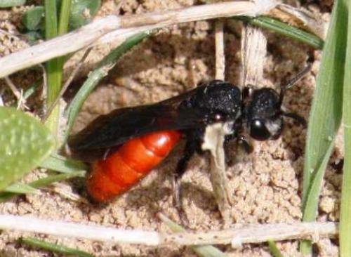 Sphecodes sp.