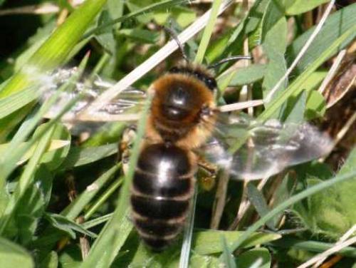 Colletes cunicularius