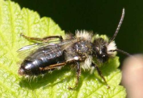 Andrena sp.