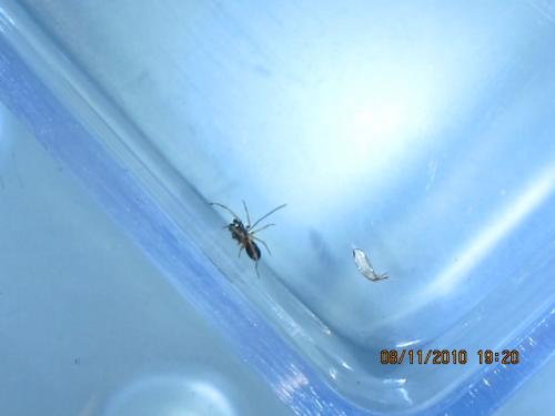 Phrurolithus sp.
