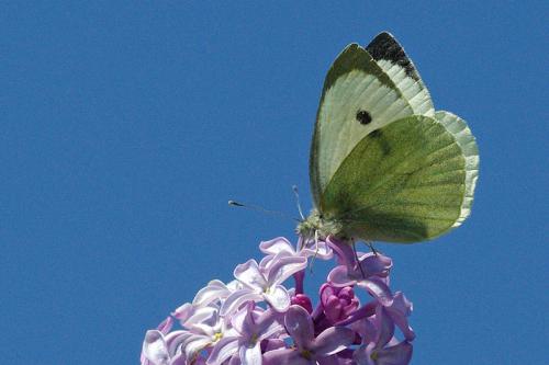 Pieris brassicae