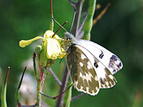 Réf. 68 456 : Pontia daplidice