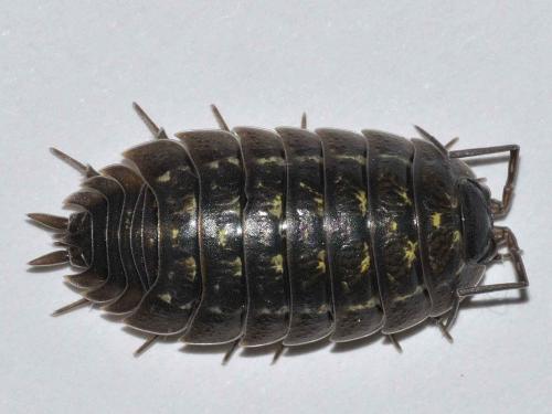 Porcellio pumicatus