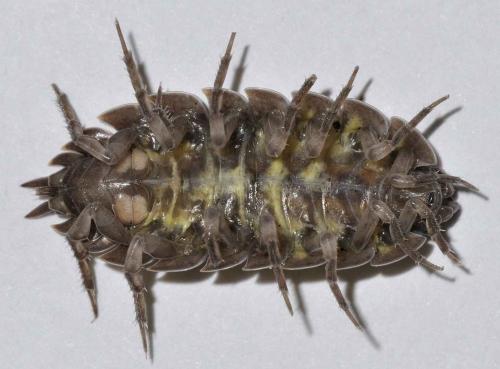 Porcellio pumicatus