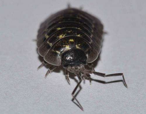 Porcellio pumicatus