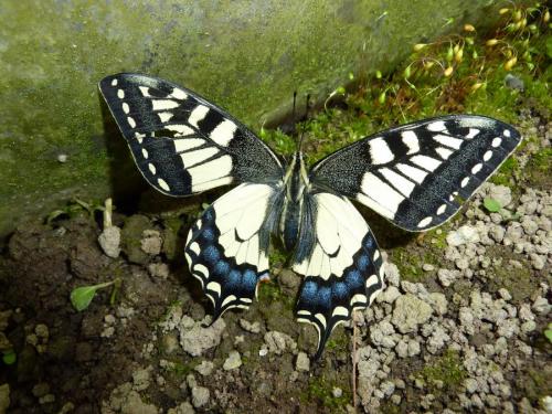 Papilio machaon