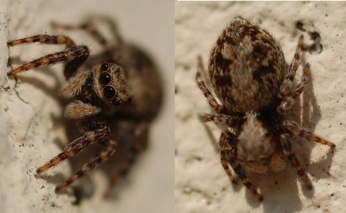 Pseudeuophrys lanigera