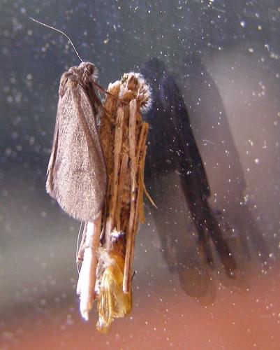 Psyche sp.