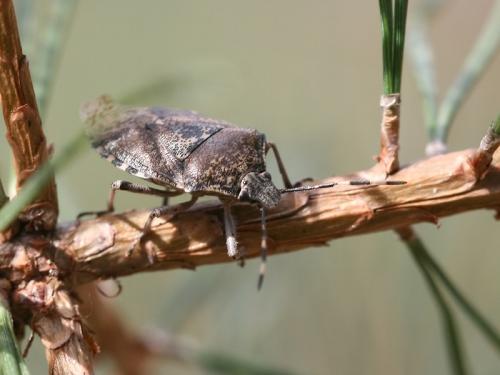 Réf. 68 435 : Rhaphigaster nebulosa