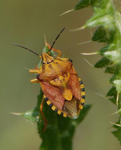 Réf. 68 982 : Carpocoris pudicus