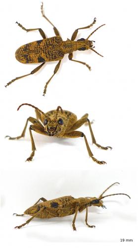 Rhagium mordax