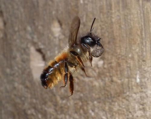 Réf. 68 224 : Osmia bicornis