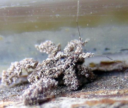Reduvius personatus