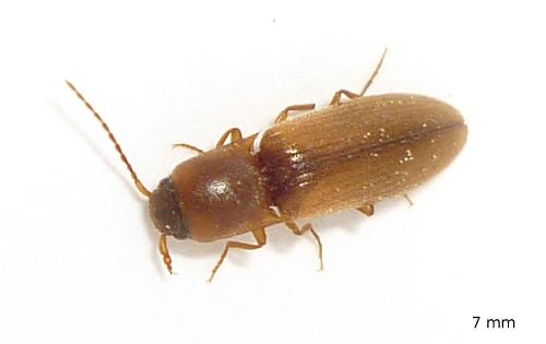 Réf. 68 928 : Dalopius marginatus