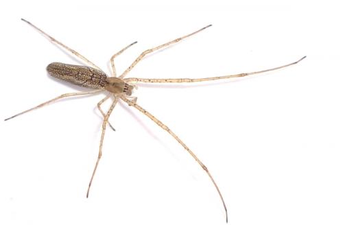 Tetragnatha sp.
