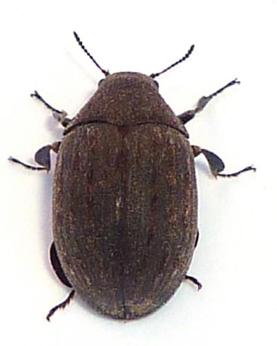 Byrrhus sp.