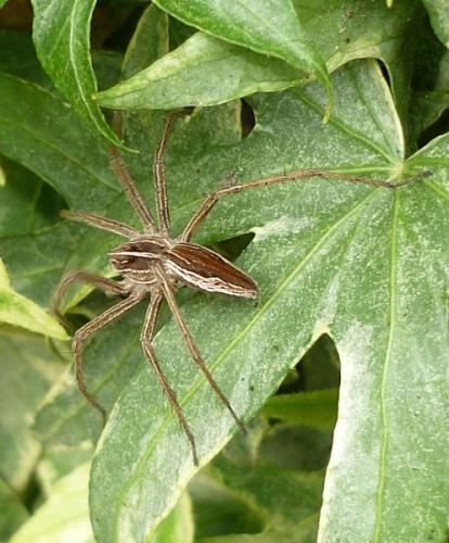 Pisaura mirabilis