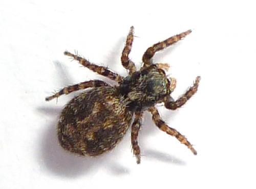 Pseudeuophrys lanigera