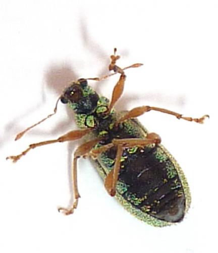 Polydrusus pterygomalis