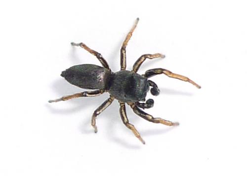 Réf. 68 826 : Heliophanus cupreus