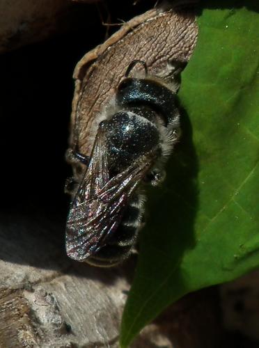 Osmia sp.