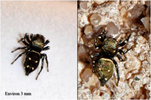 Heliophanus kochii