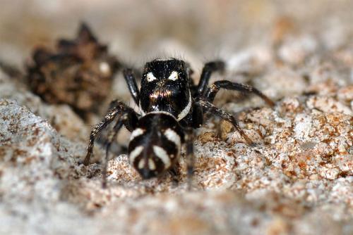 Réf. 68 910 : Salticus scenicus