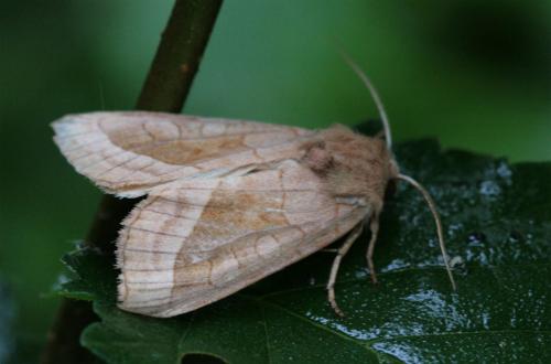 Réf. 68 877 : Hydraecia micacea