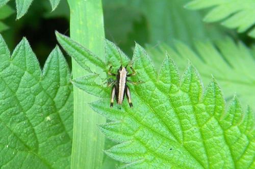Tettigoniinae