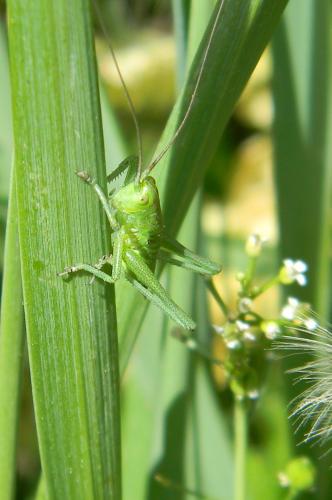 Tettigonia viridissima
