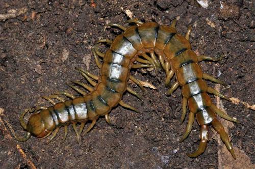 Réf. 68 537 : Scolopendra cingulata