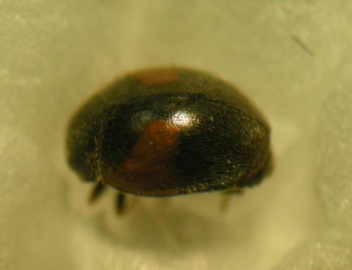 Réf. 68 933 : Scymnus interruptus