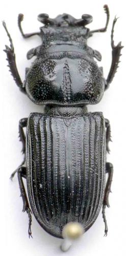 Nigidius sp.