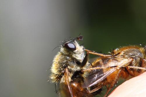 Réf. 68 375 : Tachina sp.