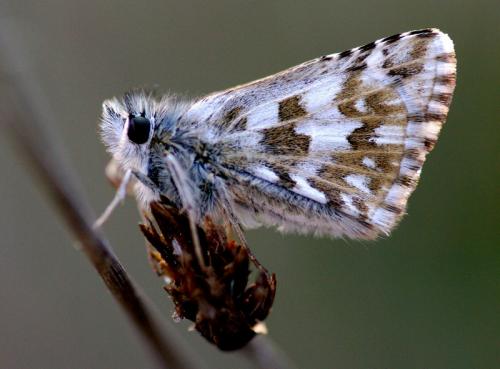 Pyrgus sp.