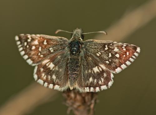 Pyrgus sp.