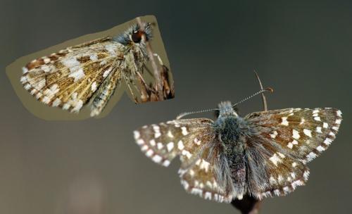 Pyrgus sp.